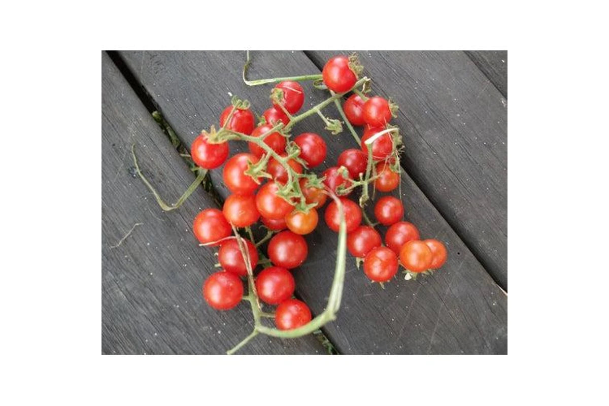 TOMATO CHERRY 'Wild' Seeds - Standard Packet (See Description for Seed Quantity)