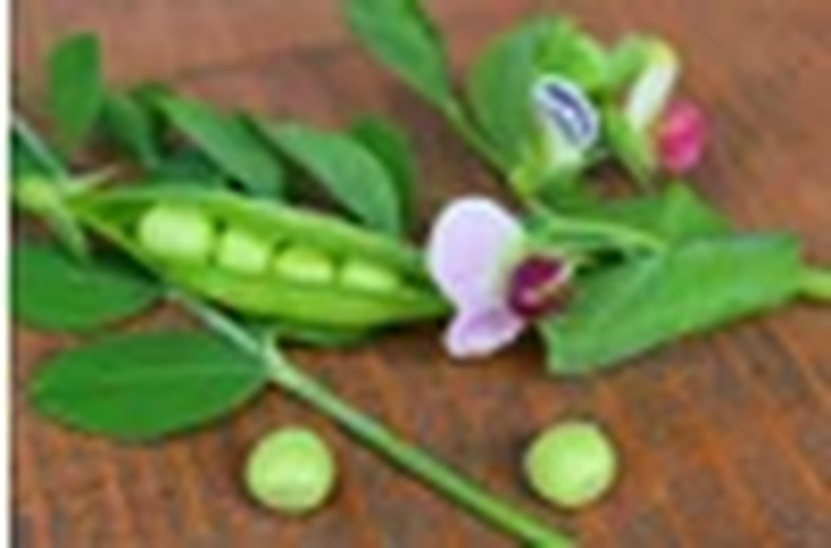 PEA 'Heirloom Mix' Seeds - Standard Packet (See Description for Seed Quantity)
