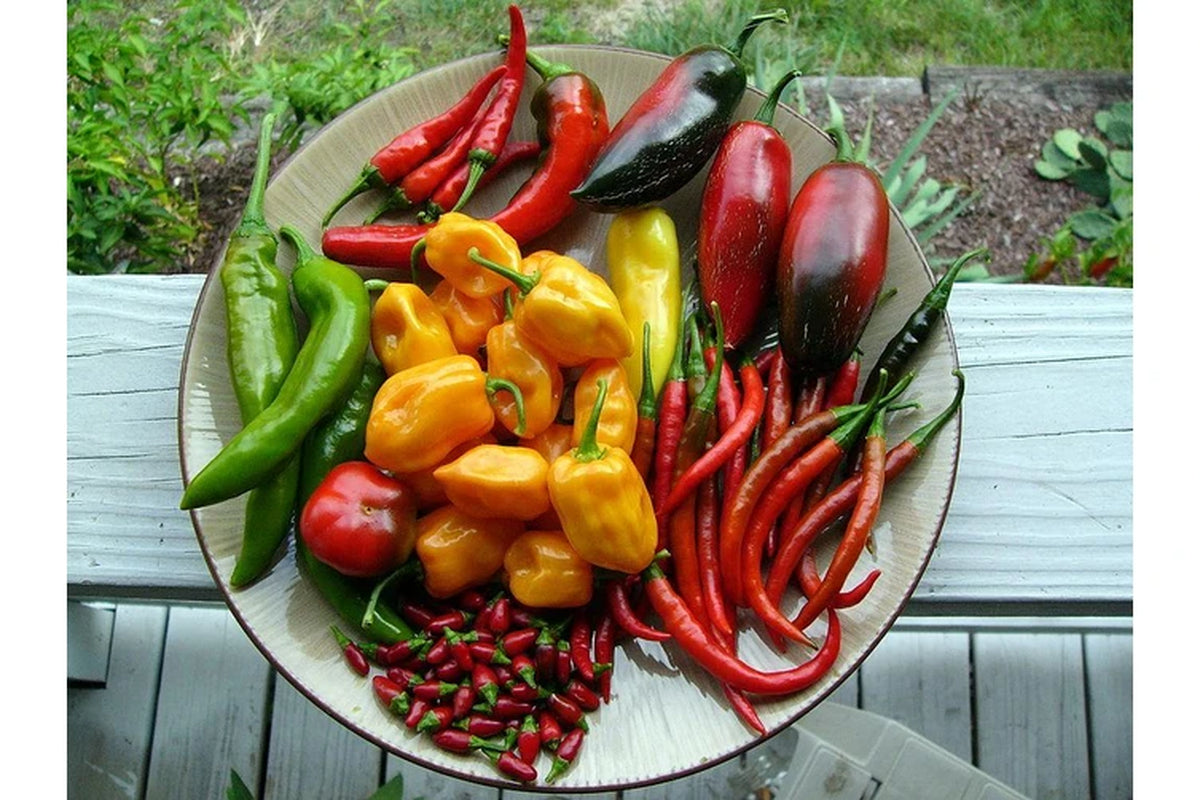 CHILLI 'Heirloom Mix' Seeds