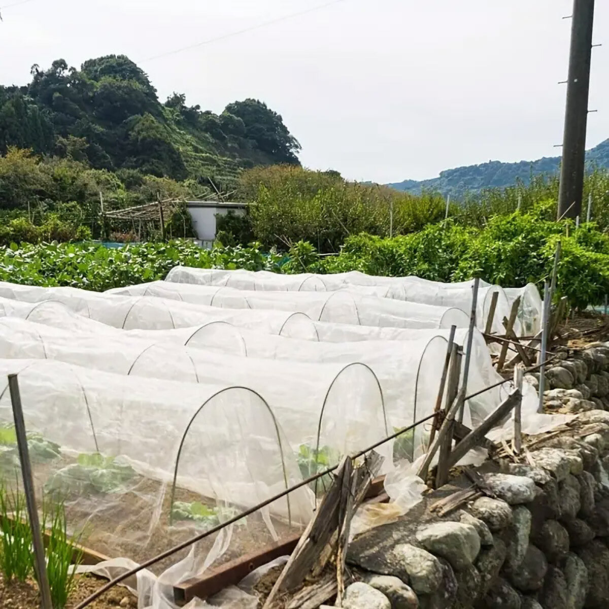 Garden Insect Netting Mesh anti Bug Net Forgreenhouse Fruit Vegetable Protection