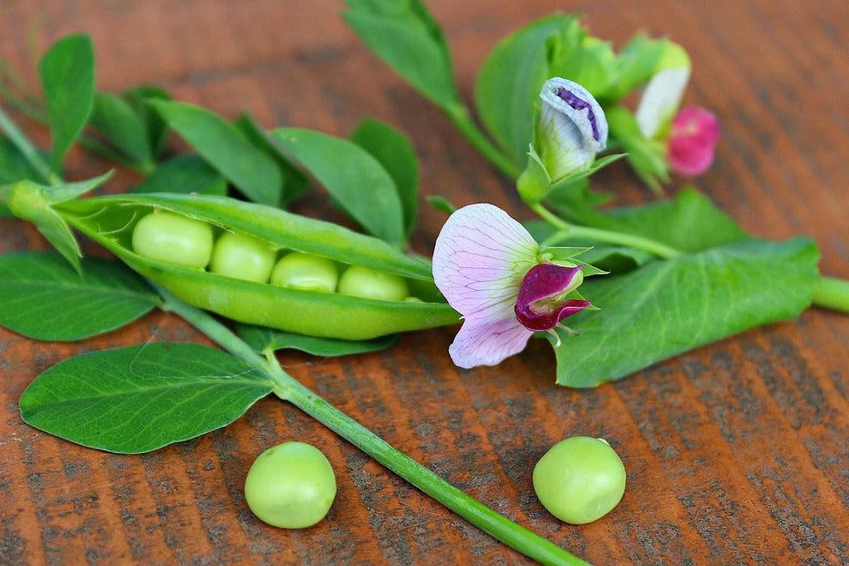 PEA 'Heirloom Mix' Seeds - Standard Packet (See Description for Seed Quantity)