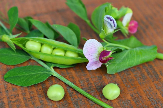 PEA 'Heirloom Mix' Seeds - Standard Packet (See Description for Seed Quantity)